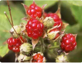 刺莓果