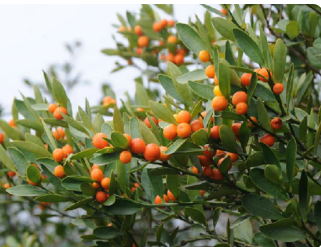 山橘
