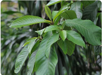 水枇杷叶