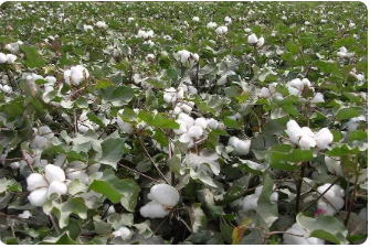 棉花