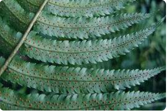 暗鳞鳞毛蕨