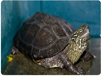 乌龟