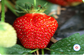 结根草莓