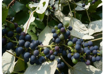 山葡萄