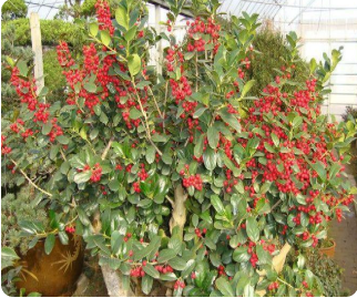 红果冬青
