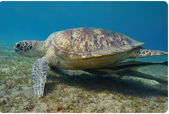 海龟