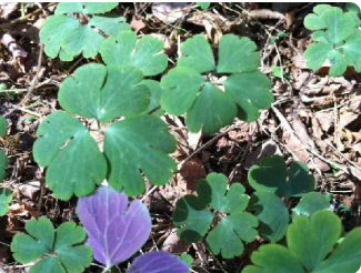 千年耗子屎种子