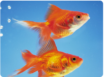 金鱼