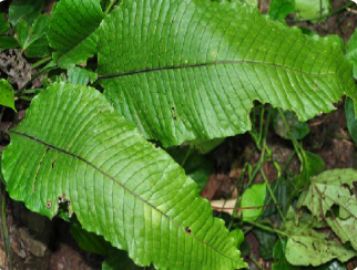 大瓦韦膜叶星蕨