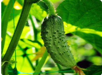 黄瓜藤