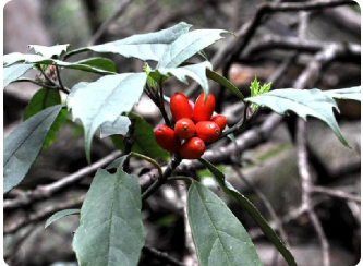 倒心叶桃叶珊瑚