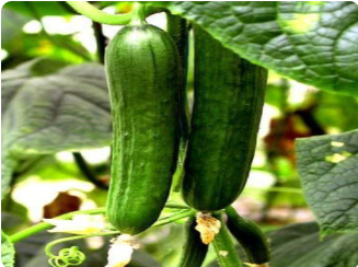 黄瓜