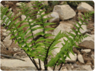 等宽鳞毛蕨