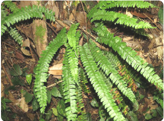 对生耳蕨