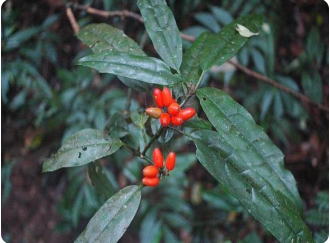 密毛桃叶珊瑚果