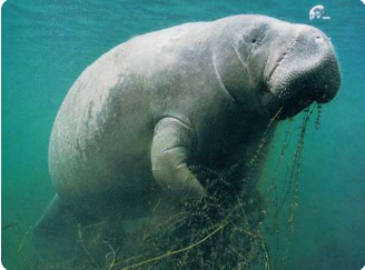 海牛