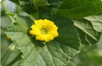 甜瓜花
